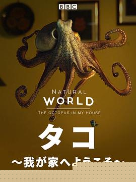 自然世界：家里的章鱼